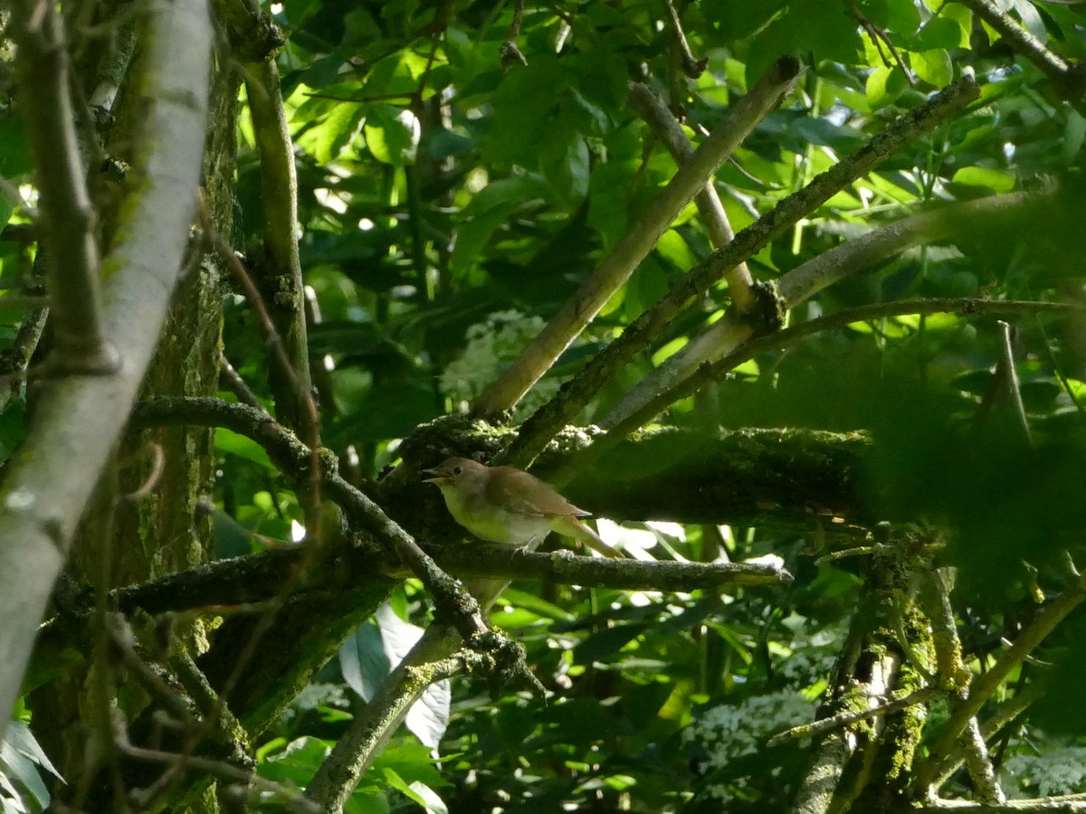 sørnattergal - ML644205996