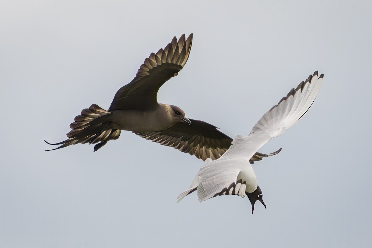 Parasitic Jaeger - ML644206005