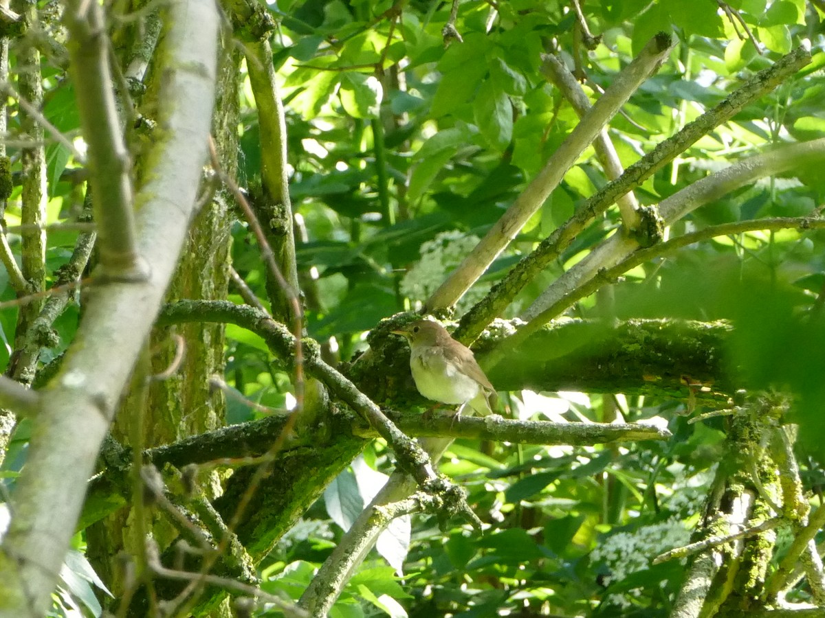 sørnattergal - ML644206007