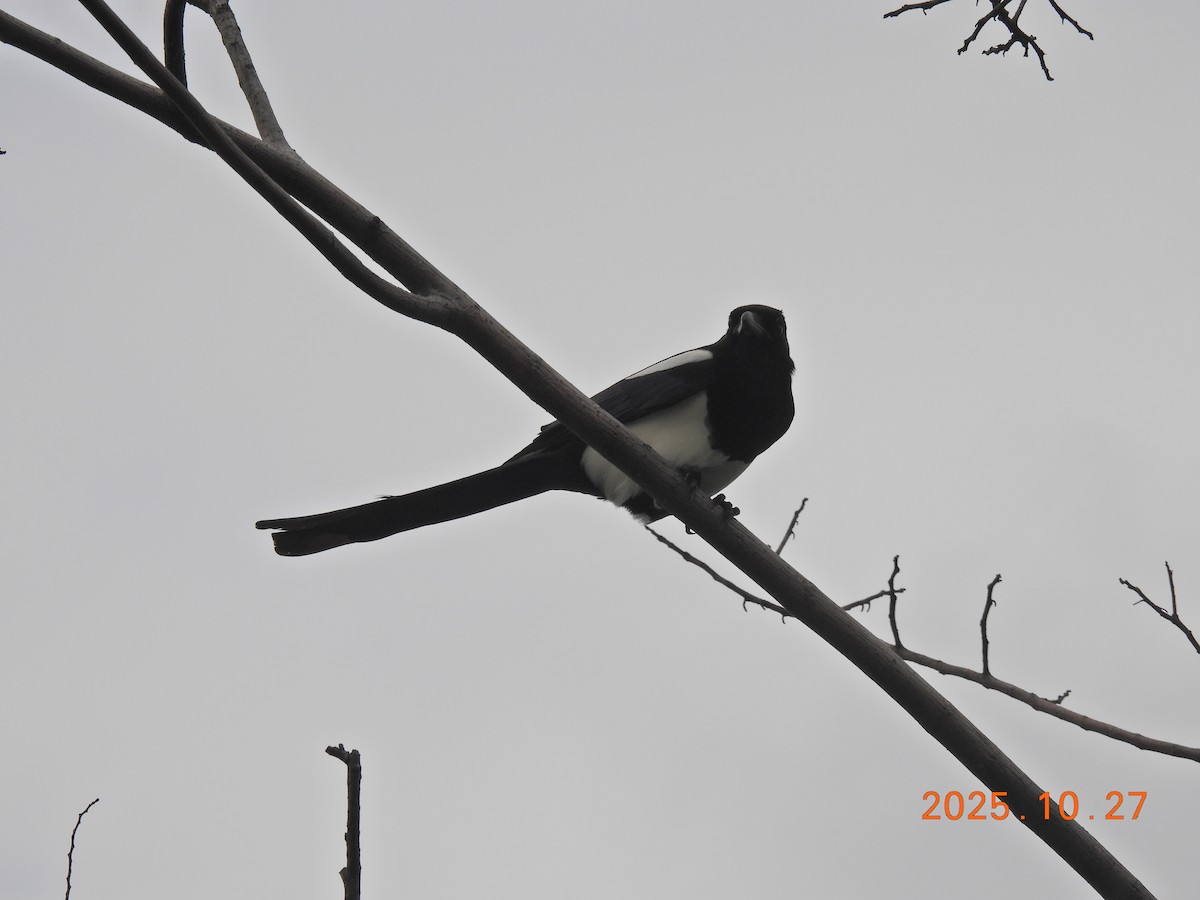 Oriental Magpie - ML644206026