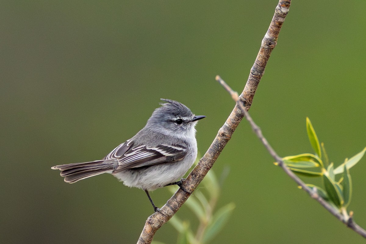 White-crested Tyrannulet (White-bellied) - ML644206028