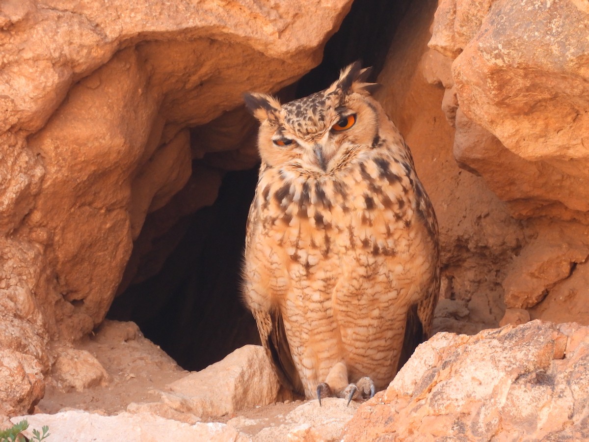 Wüstenuhu - ML644206031