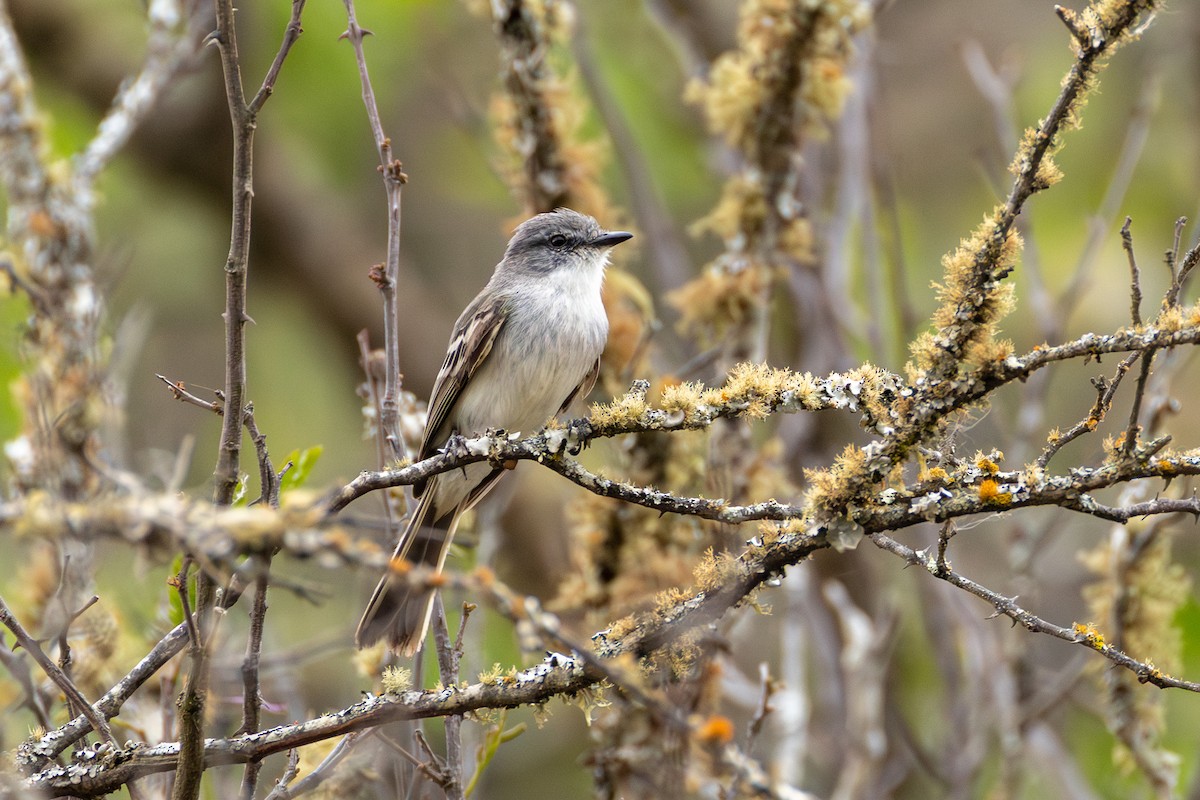 Suiriri Flycatcher - ML644206043