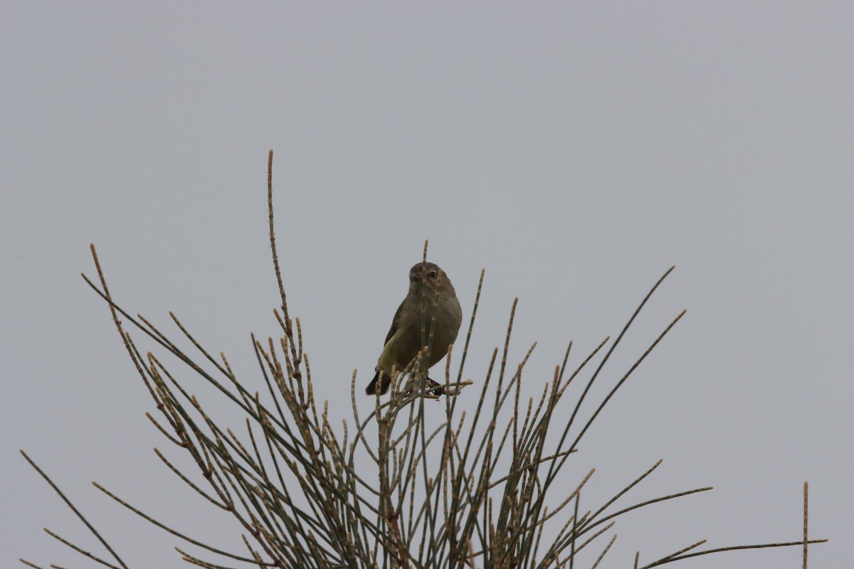 コバシムシクイ - ML644206046