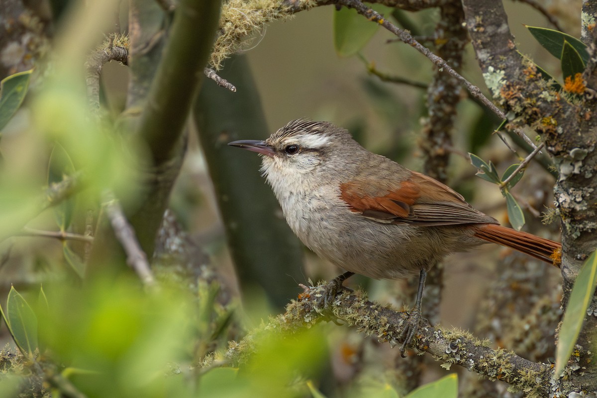 Stripe-crowned Spinetail - ML644206047