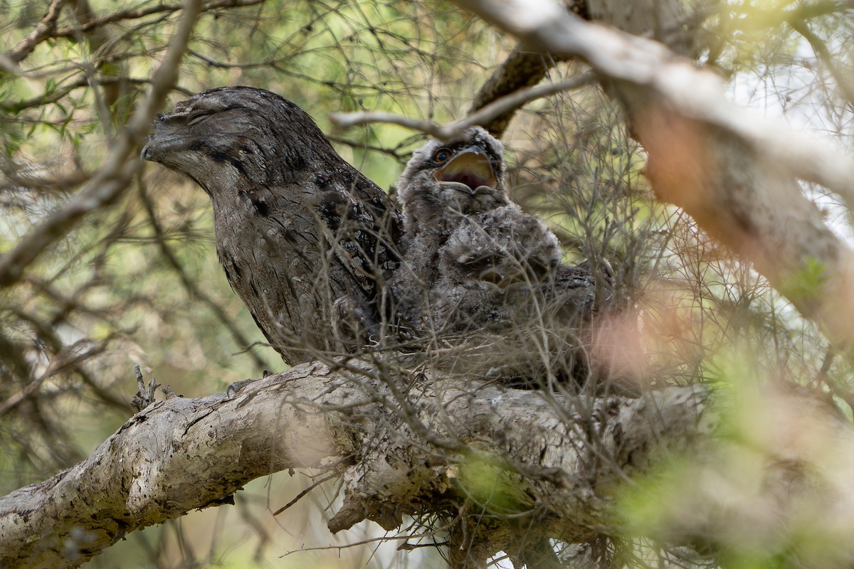 Tawny Frogmouth - ML644206056