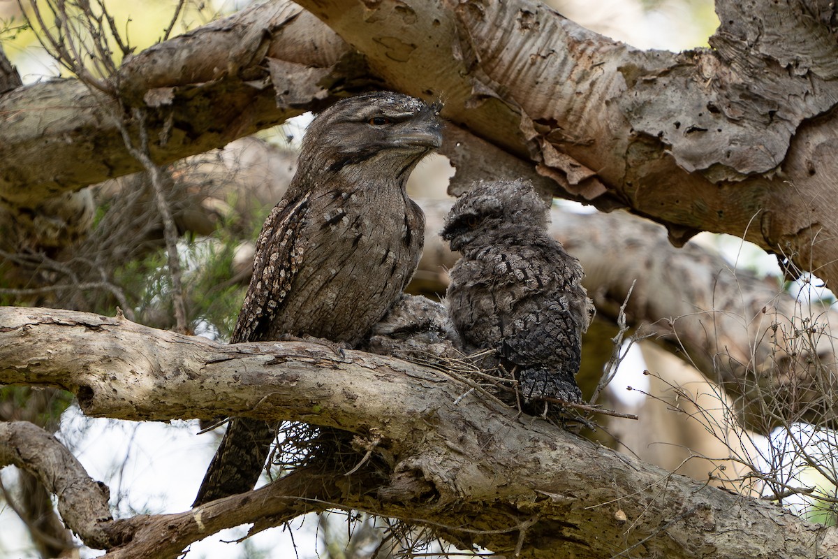 Tawny Frogmouth - ML644206057
