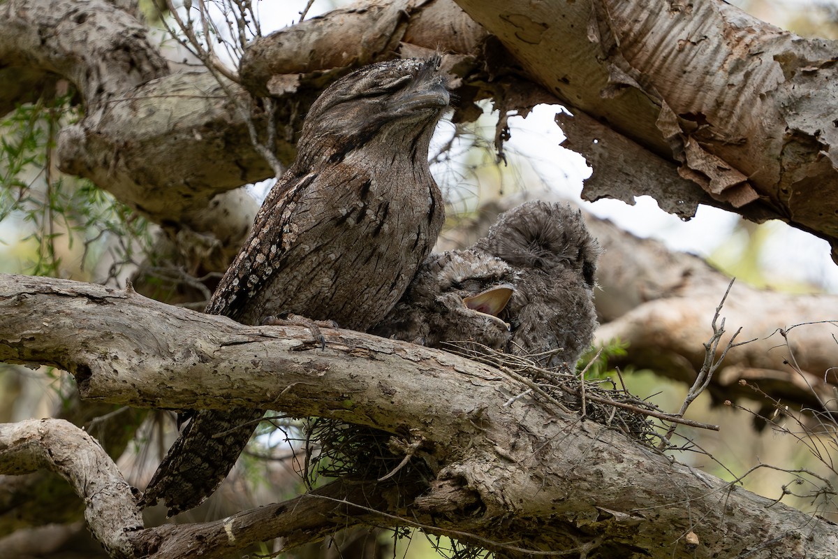 Tawny Frogmouth - ML644206058