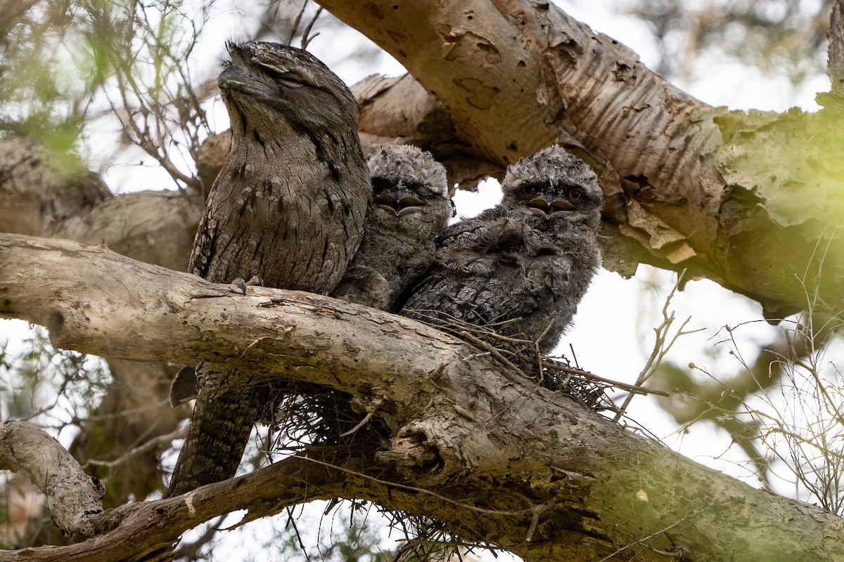 Tawny Frogmouth - ML644206059