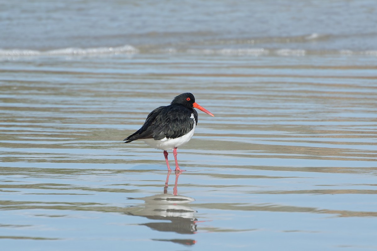 Pied Oystercatcher - ML644206060