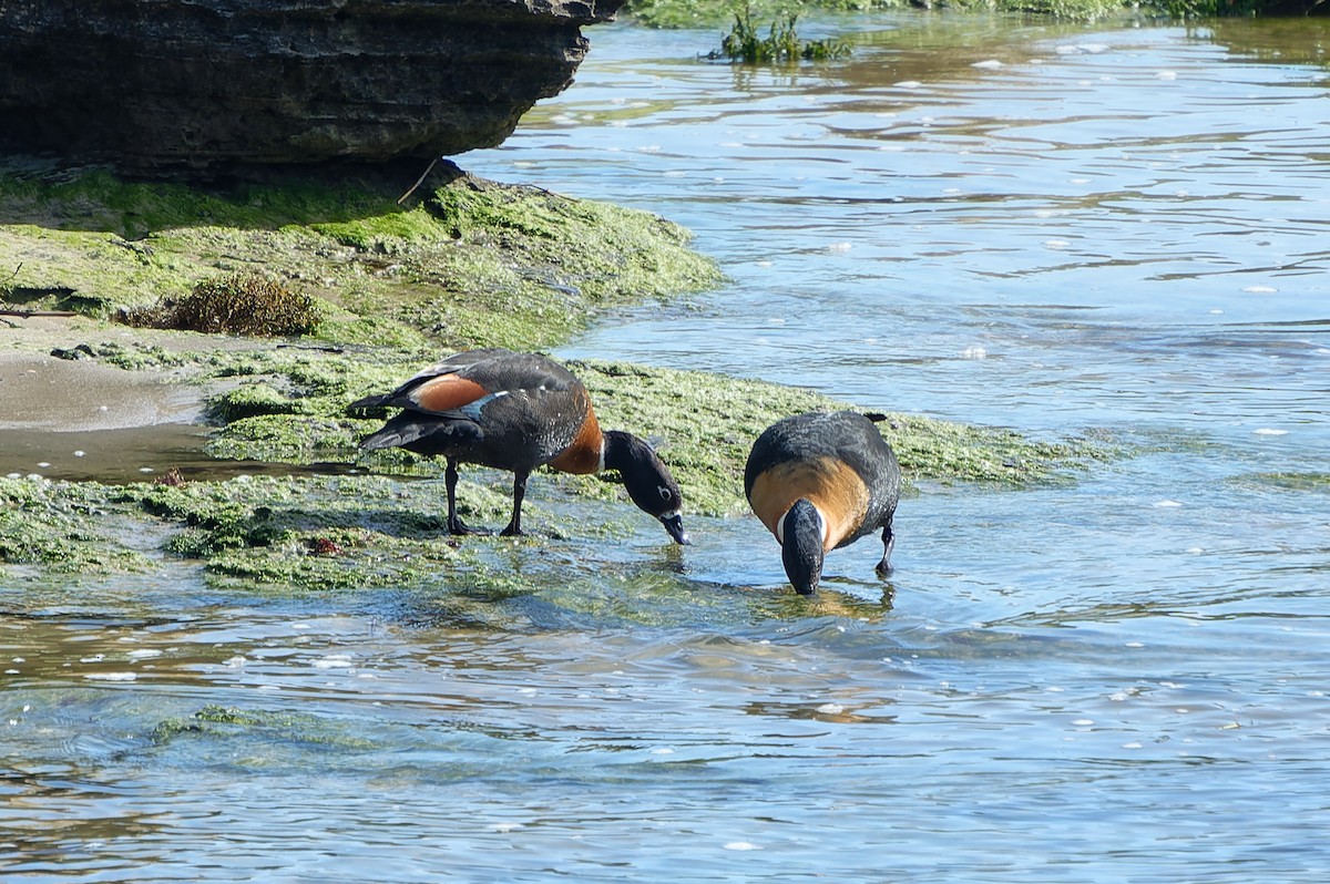 Tadorne d'Australie - ML644206068