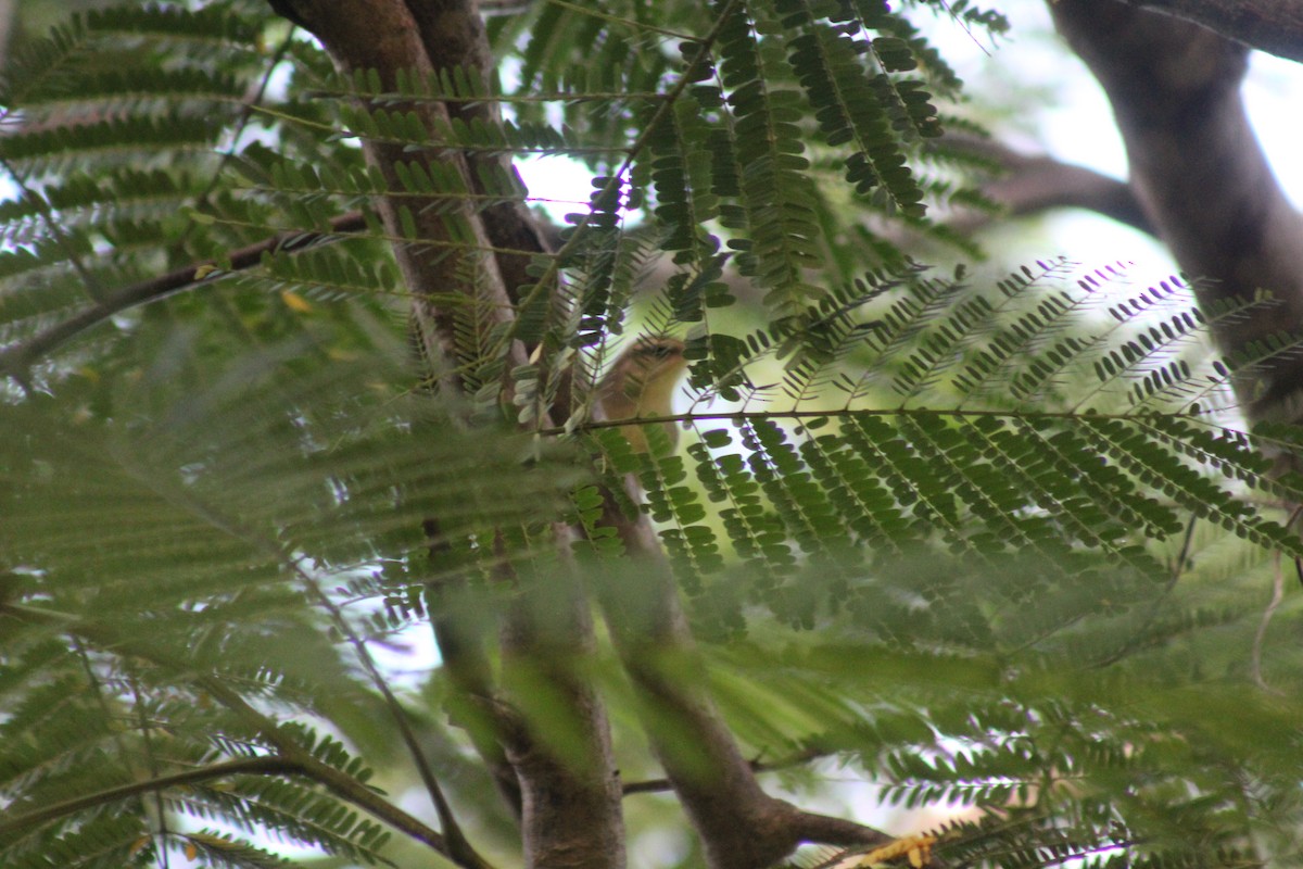 Swainson's Warbler - ML644206082