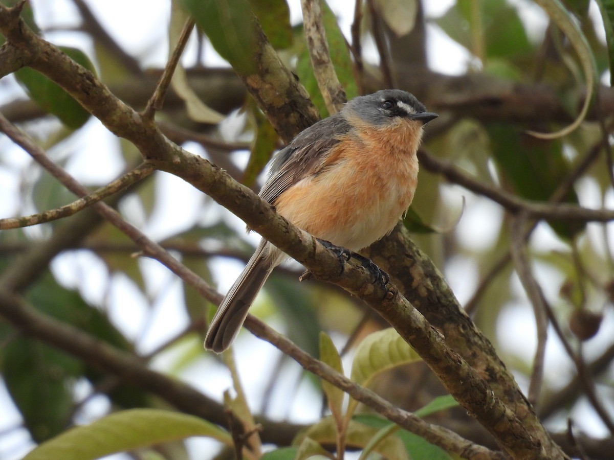 Gray-backed Tachuri - ML644206105