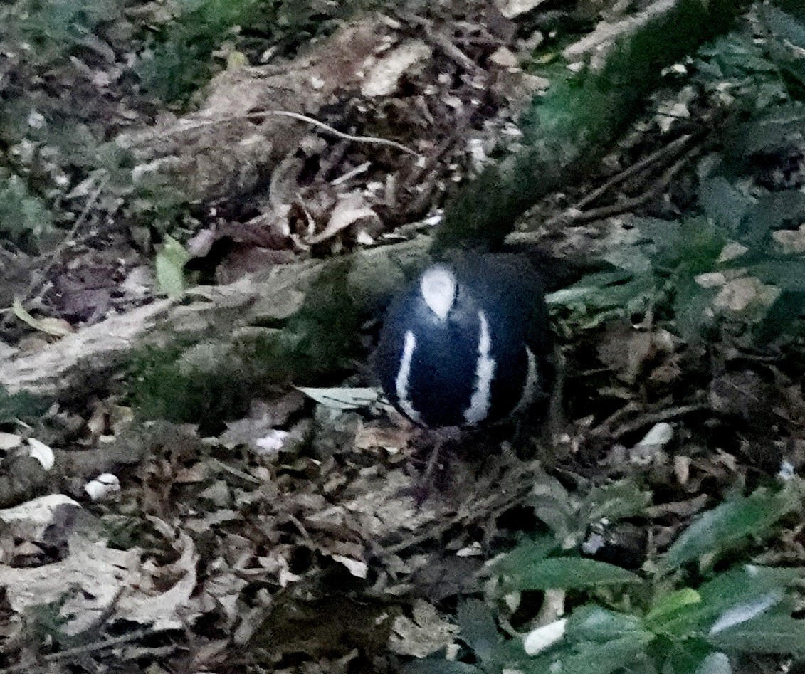 Вонга - ML644206107