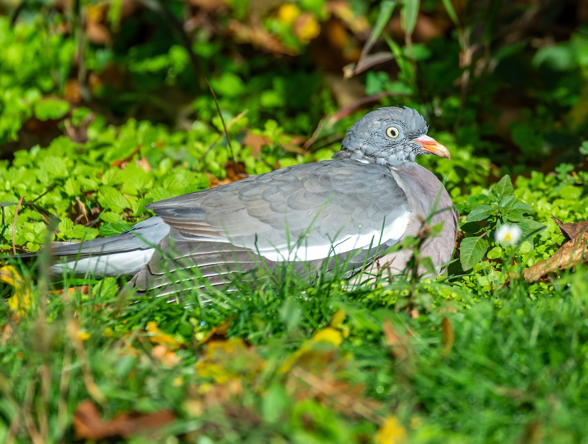 Tahtalı - ML644206132