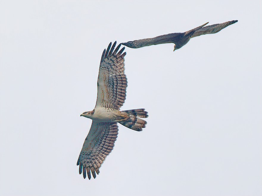 Oriental Honey-buzzard - ML644206135
