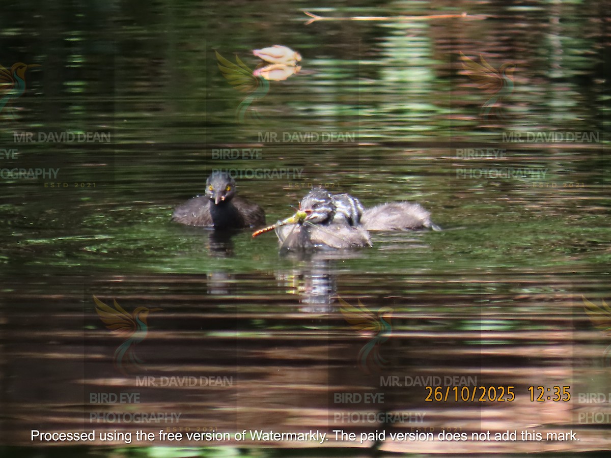 Least Grebe - ML644206138