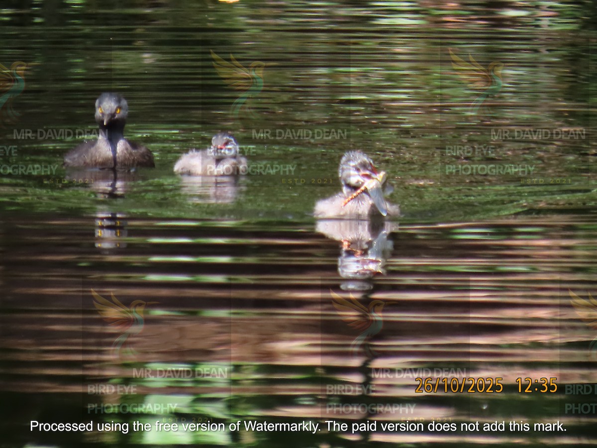 Least Grebe - ML644206139