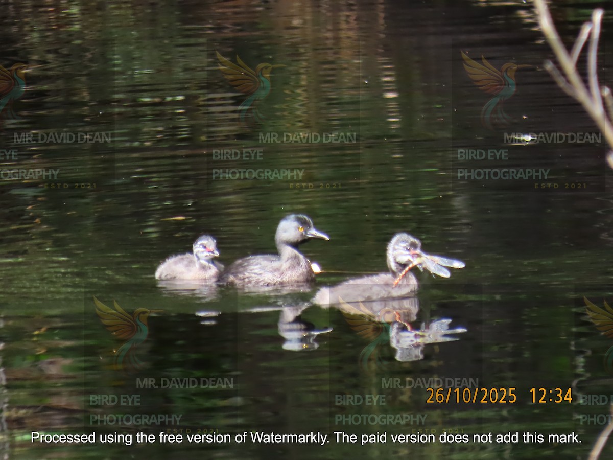 Least Grebe - ML644206141