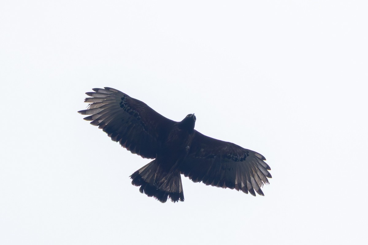 Black-and-chestnut Eagle - ML644206163