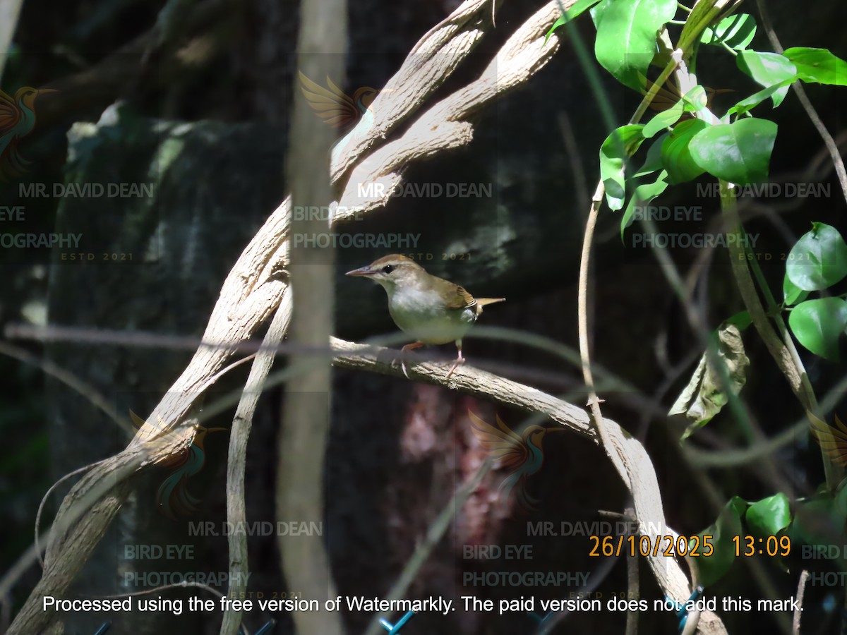 Swainson's Warbler - ML644206183