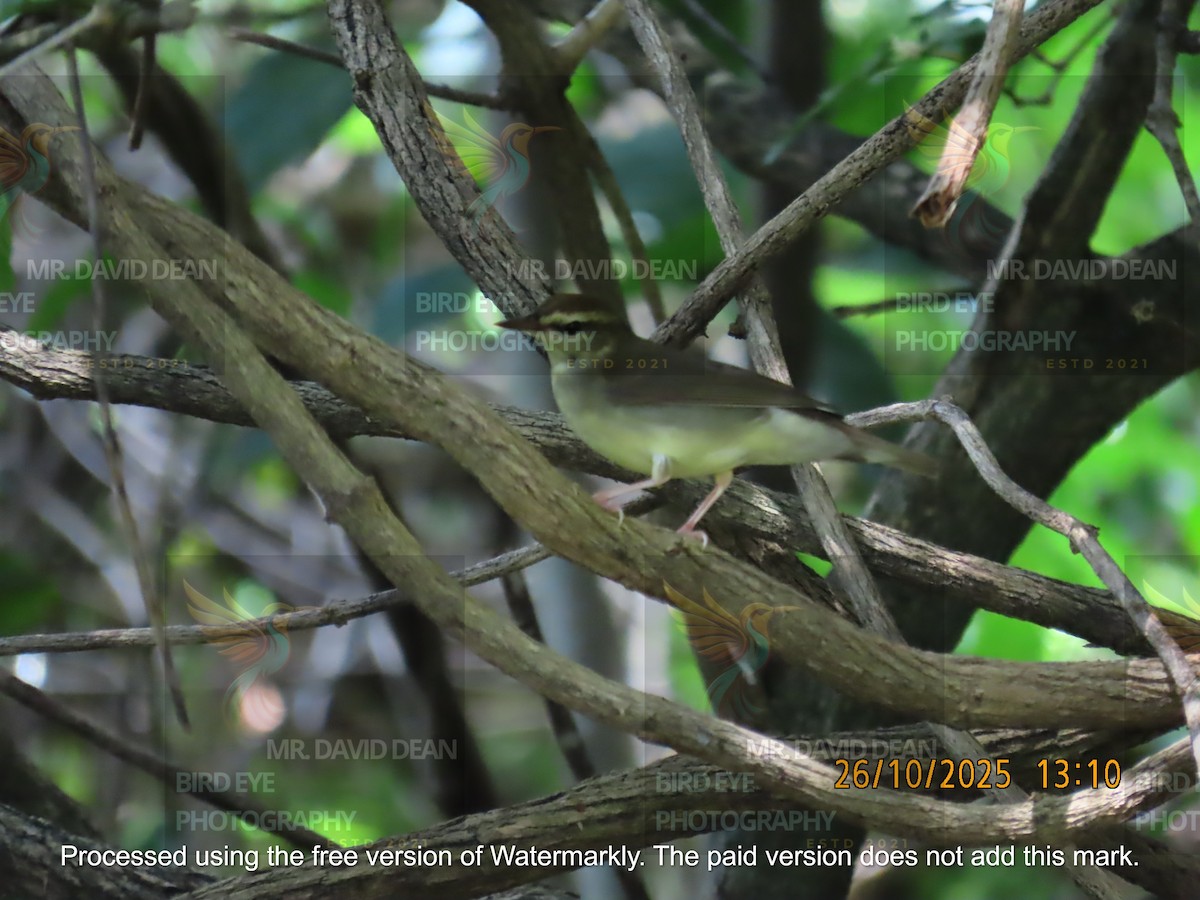Swainson's Warbler - ML644206184