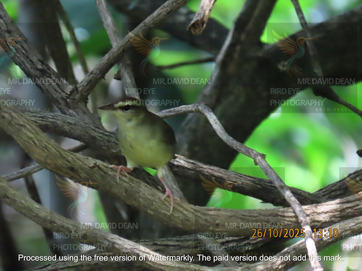 Swainson's Warbler - ML644206185