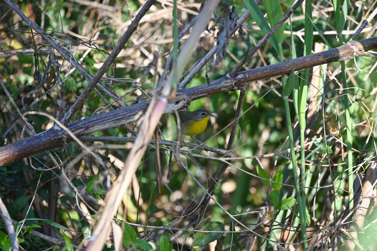 lesňáček žlutohrdlý - ML644206190