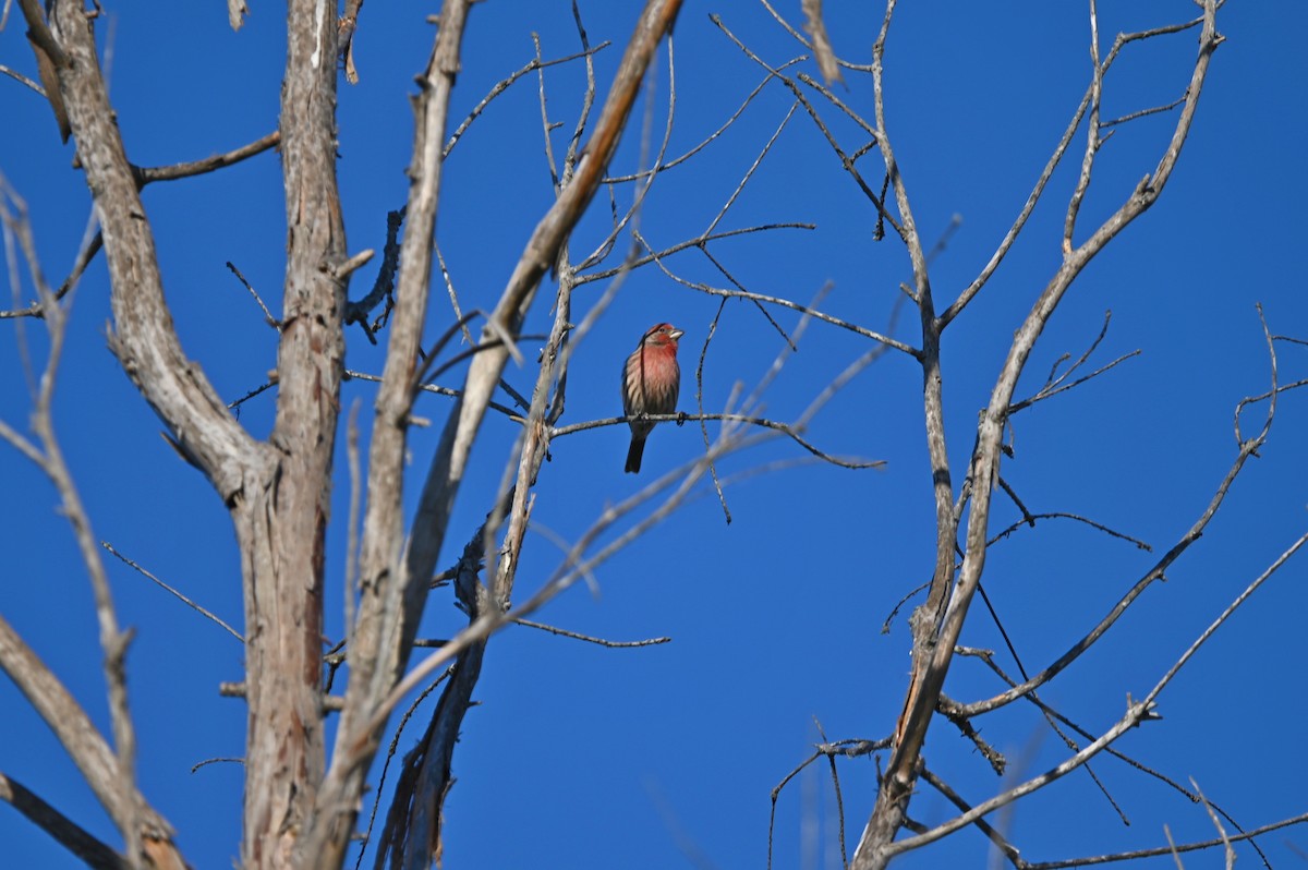 hýl rudoprsý - ML644206191