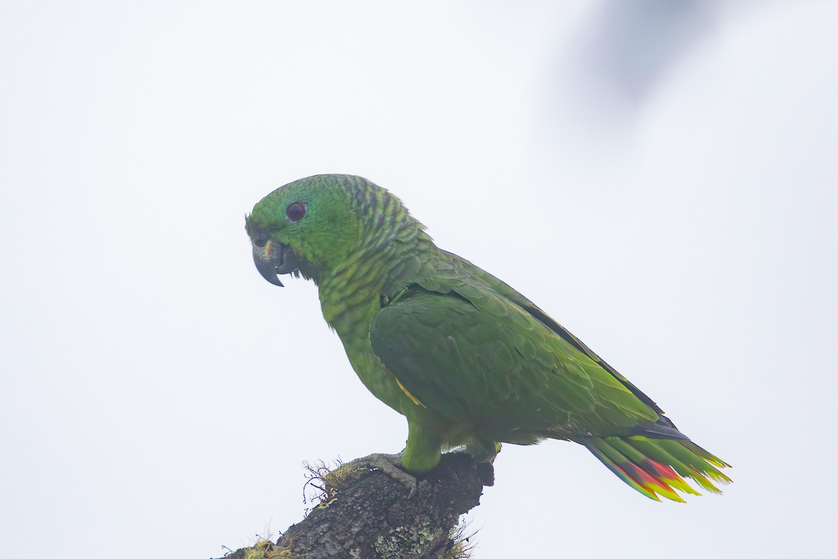Scaly-naped Amazon - ML644206194