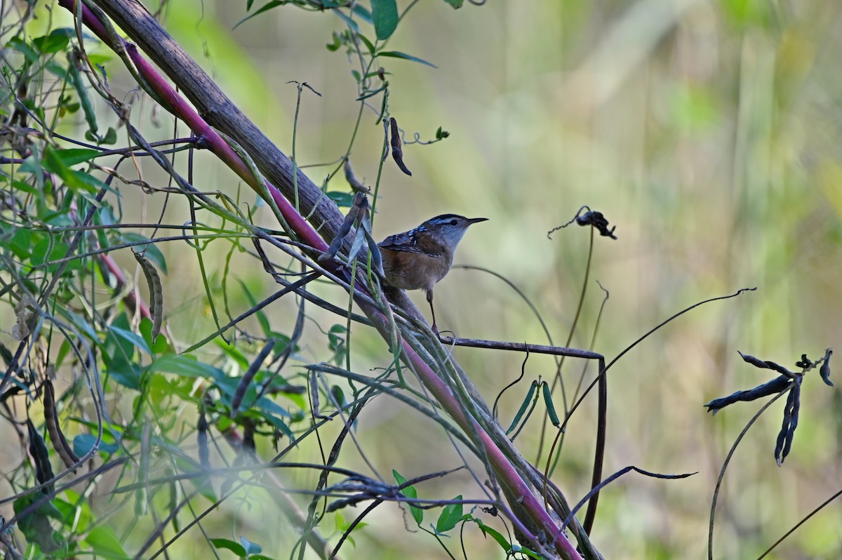 střízlík bažinný - ML644206204
