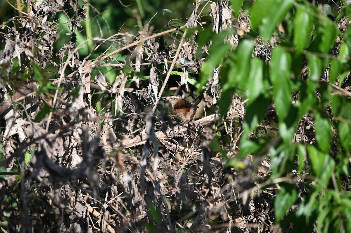 střízlík bažinný - ML644206205