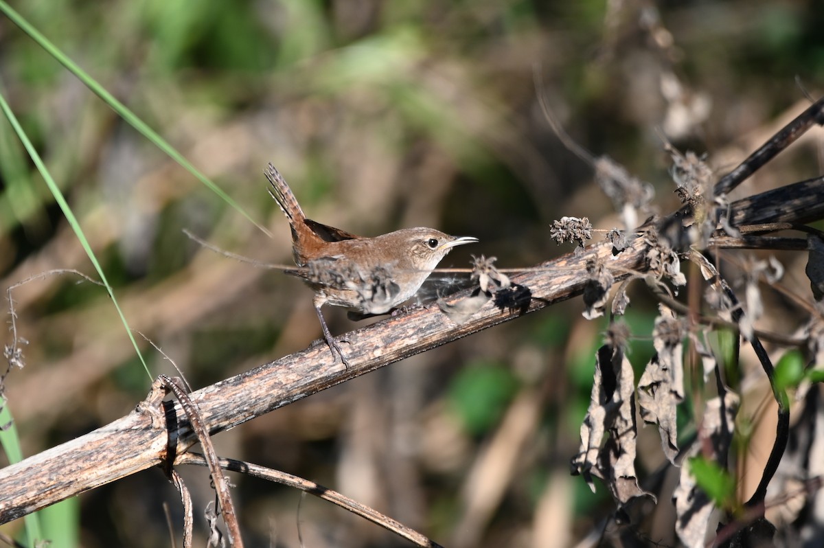 střízlík zahradní - ML644206206
