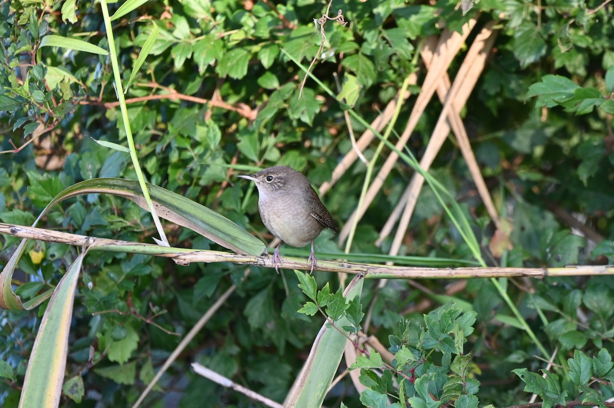 střízlík zahradní - ML644206207