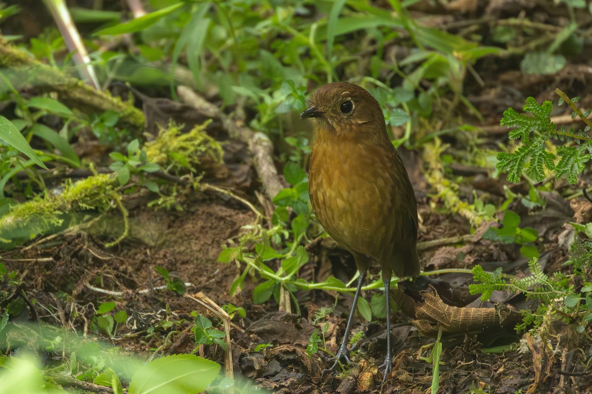 Bolivian Antpitta - ML644206208