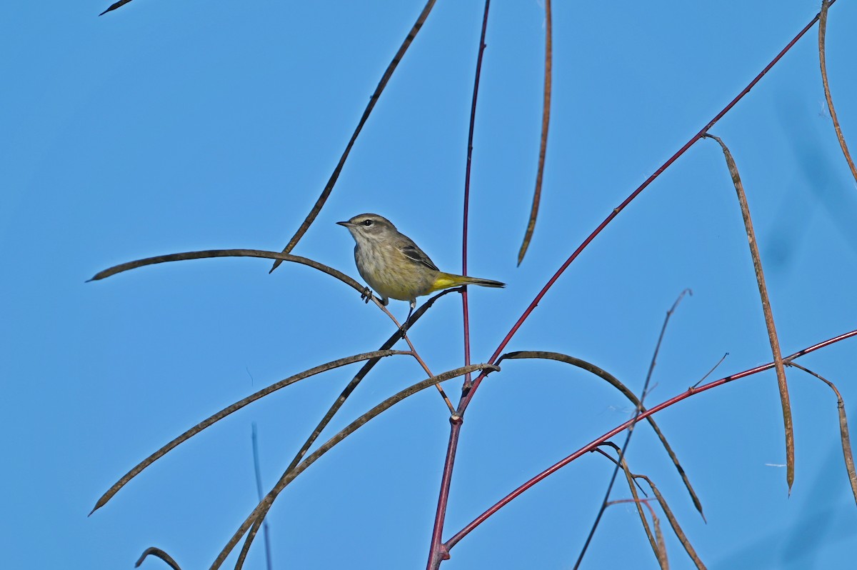 lesňáček bažinný - ML644206210