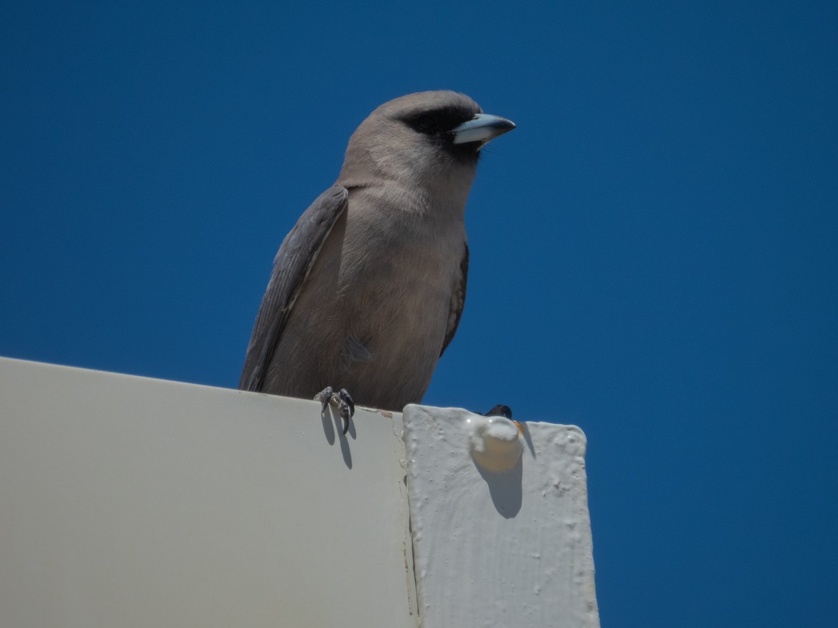Black-faced Woodswallow - ML644206302