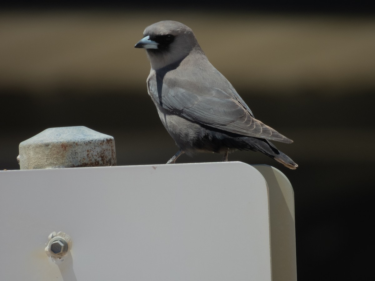 Black-faced Woodswallow - ML644206303