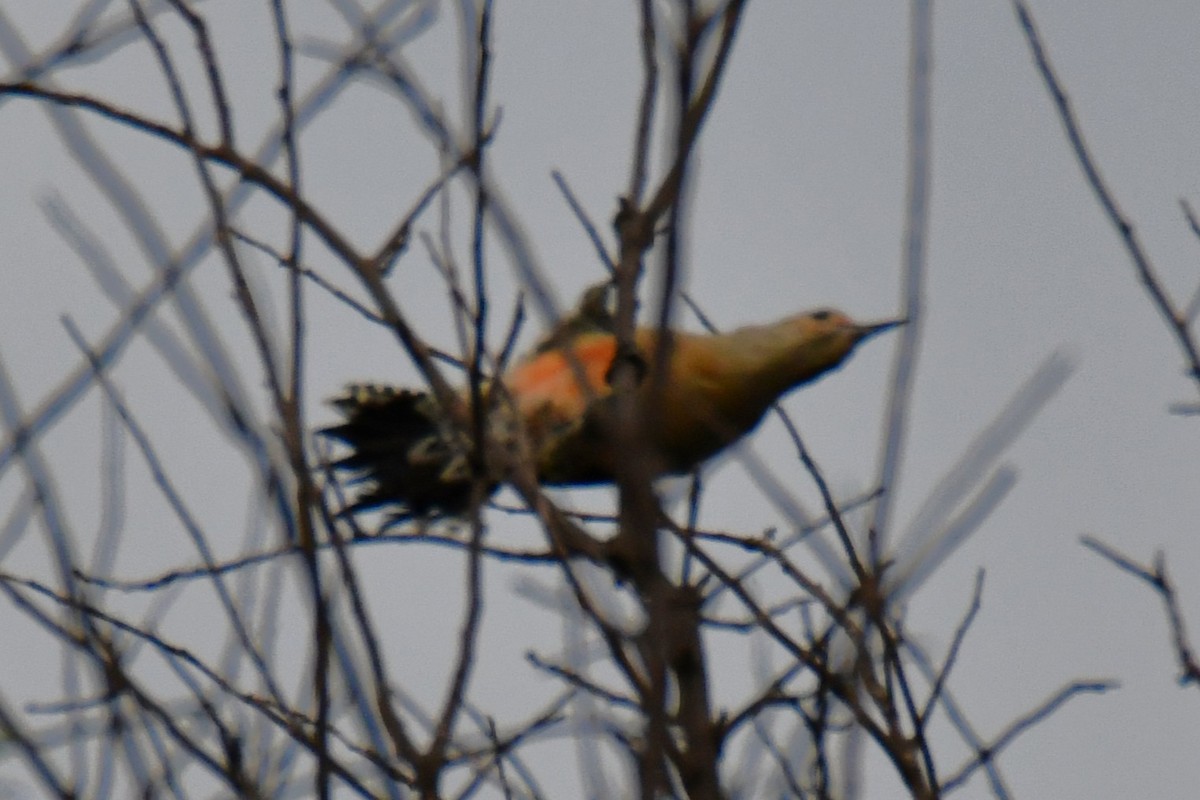 Red-bellied Woodpecker - ML644206316