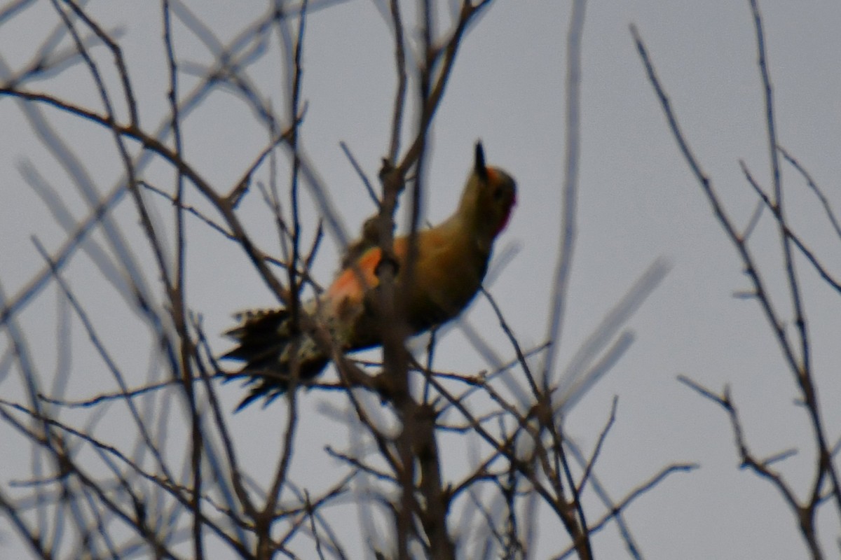 Red-bellied Woodpecker - ML644206317