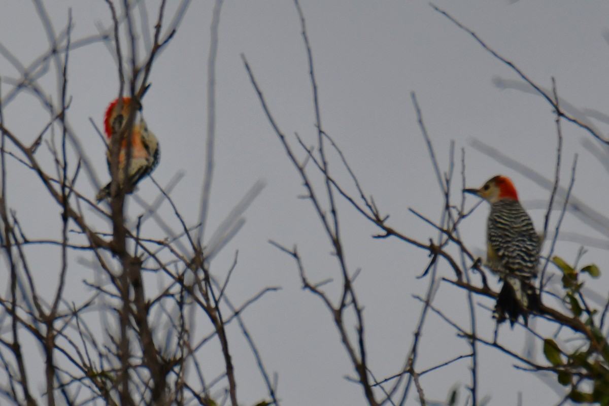 Red-bellied Woodpecker - ML644206318