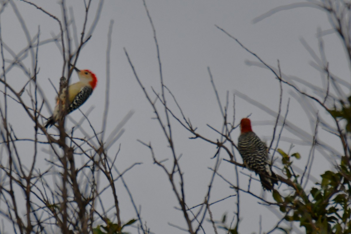 Red-bellied Woodpecker - ML644206319