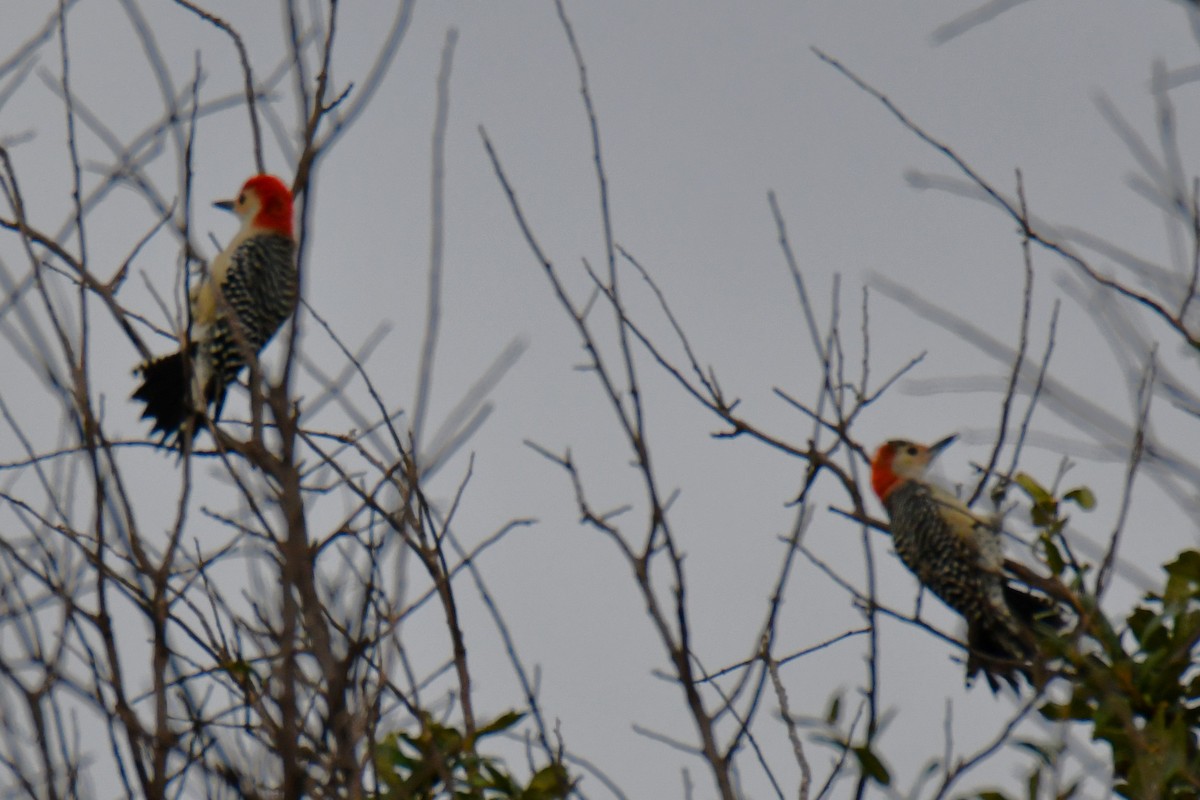 Red-bellied Woodpecker - ML644206320