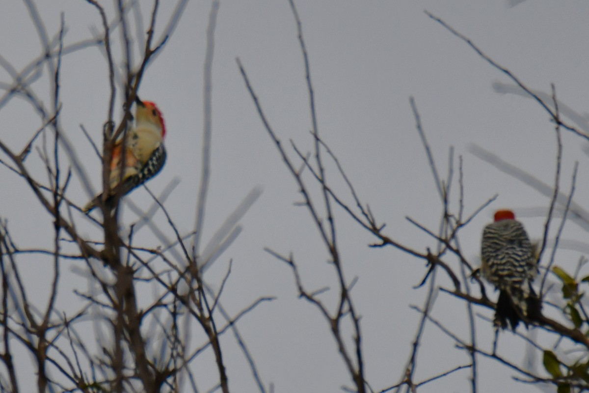 Red-bellied Woodpecker - ML644206321