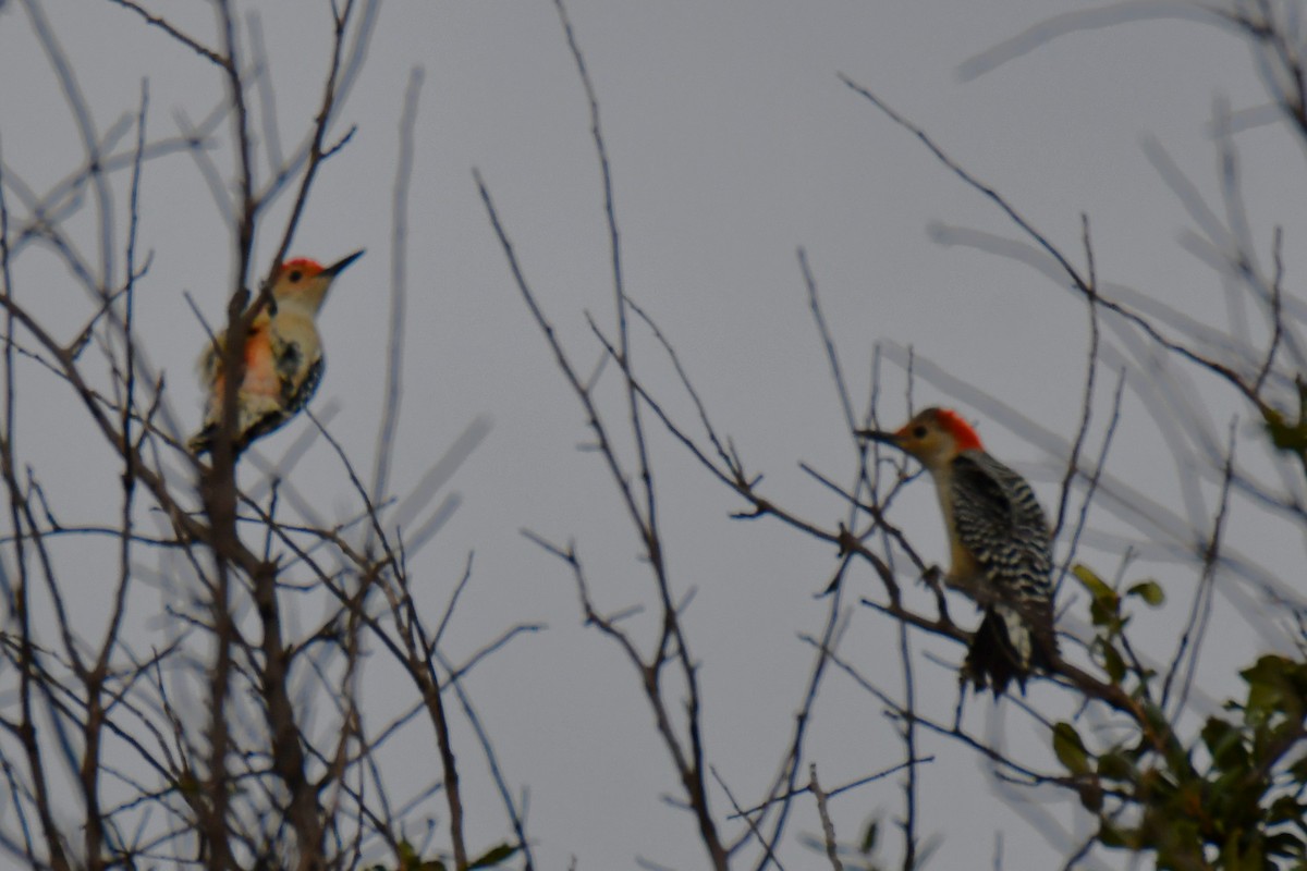 Red-bellied Woodpecker - ML644206322