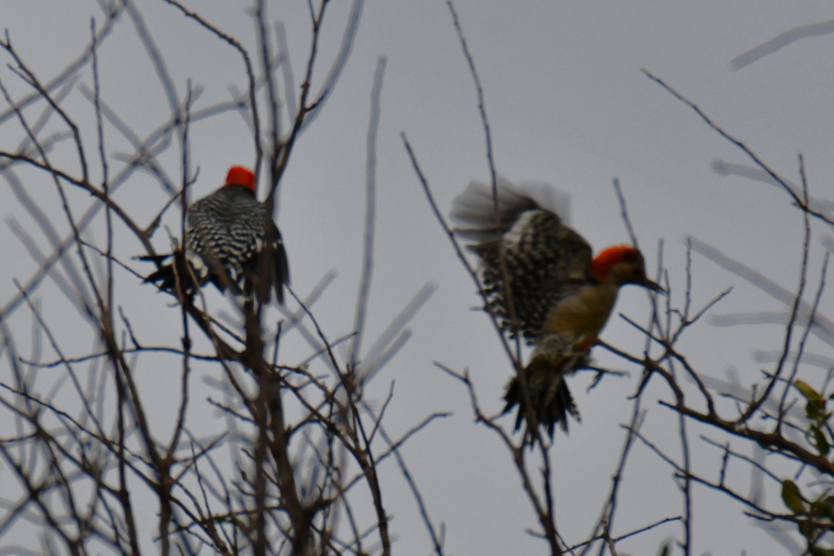 Red-bellied Woodpecker - ML644206324