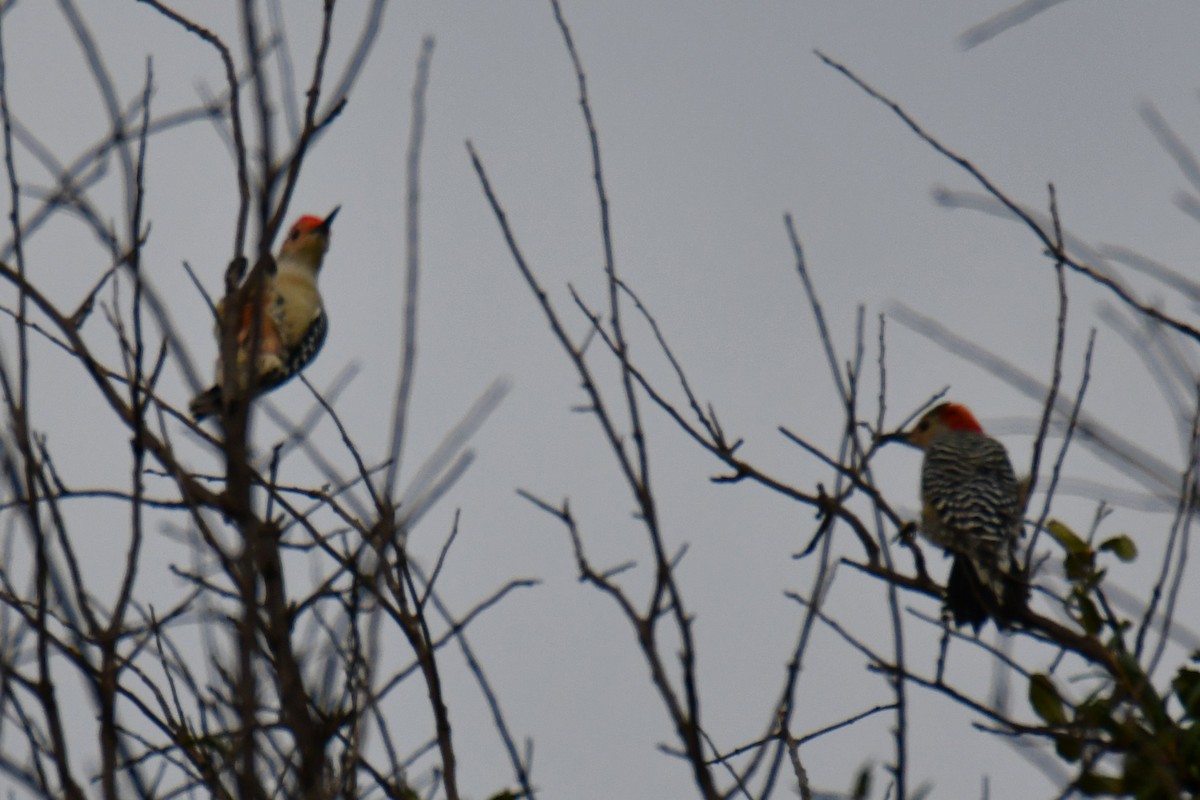 Red-bellied Woodpecker - ML644206325