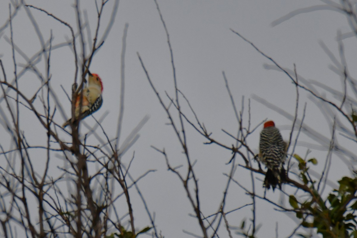 Red-bellied Woodpecker - ML644206326