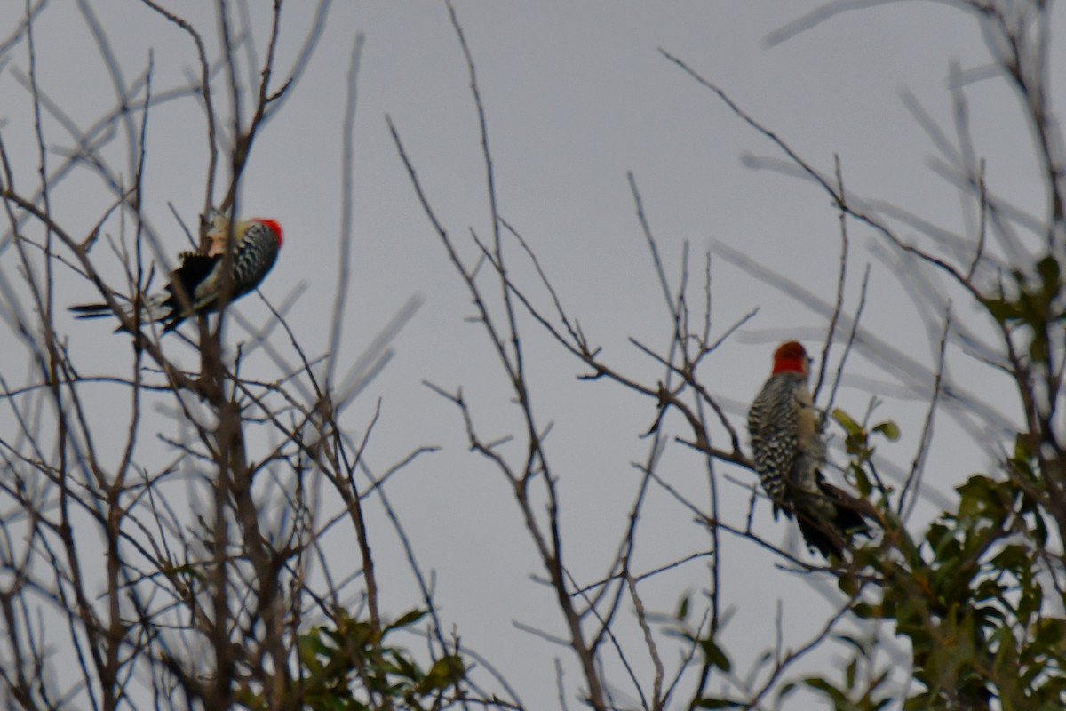 Red-bellied Woodpecker - ML644206327