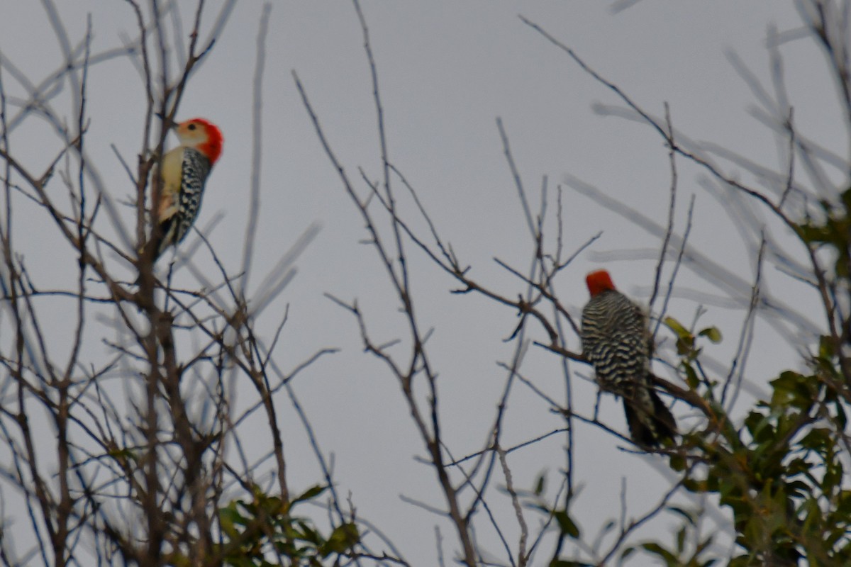 Red-bellied Woodpecker - ML644206328